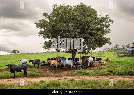 Dairy cows resting in tree shade at Holstein Cow Livestock Farm in Sunny Summer Day. Concept of agriculture, animal welfare, milk industry, cattle. Stock Photo