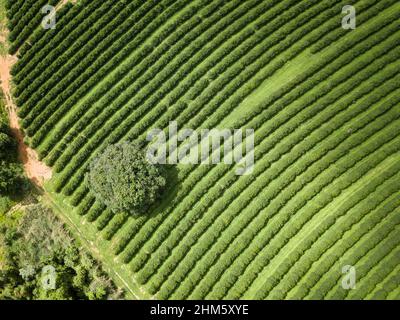 Drone aerial view of beautiful arabic coffee plantation on farm in Minas Gerais, Brazil. Concept of food, agriculture, commodity, healthy food. Stock Photo