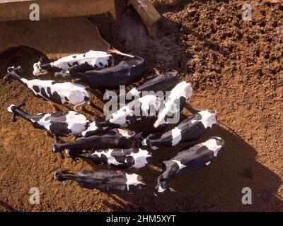 Drone aerial view of dairy cows in pasture of Holstein cows livestock farm in sunny summer day. MInas Gerais, Brazil. Concept of agriculture, animal. Stock Photo