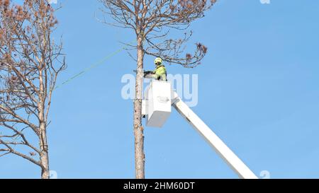 Tree removal. Arborist cuts off top of a dead pine tree with a chainsaw.