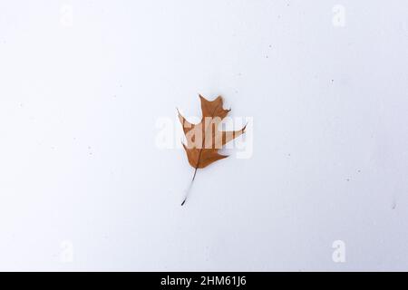Isolated leaf on the crisp untouched snow. Stock Photo