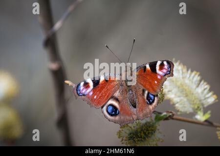 The peacock butterfly (Aglais io) rests on the early Spring nectar in the Suffolk countryside at Redgrave and Lopham fen Stock Photo