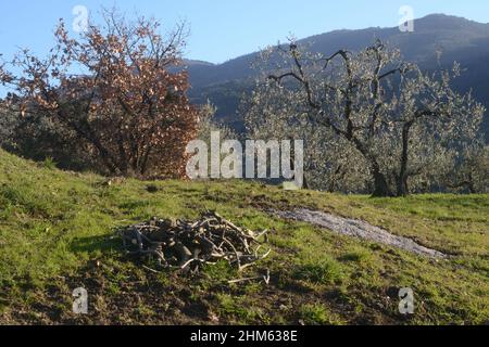 aged olive tree in the Tuscan country on a winter sunny day. Pruning branches on the ground Stock Photo