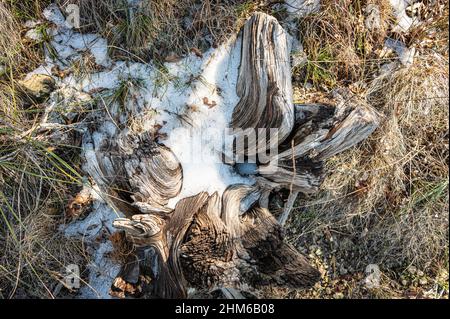 Austin, Texas, USA. 6 February, 2022. Snow rests in the crook of a dead tree stump along the trail. Walking the Bull Creek Valburn loop after a freeze Stock Photo