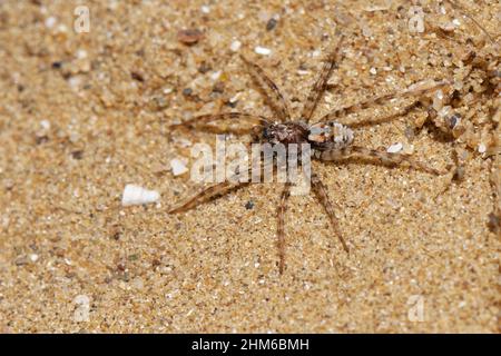 Sand Bear Wolf Spider (Arctosa perita) hunting on coastal sand dunes, Merthyr Mawr Warren NNR, Glamorgan, Wales, UK, April. Stock Photo