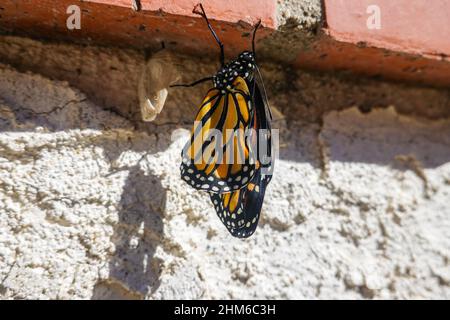 February winter 2022 First Monarch butterfly emerging from chrysalis suspended from a red brick wall in a garden as an adult. Southern California, USA Stock Photo