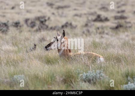 Juvenile Pronghorn Antelope (Antilocapra americana) bedded down in prairie grass in Wyoming