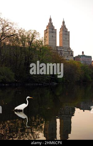 An egret stalks his prey, within sight of the New York skyline, in Central Park Stock Photo