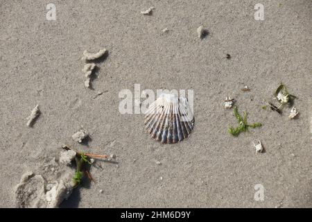 Scallop shell flat in fine grains of sand with other sea debris in horizontal Stock Photo