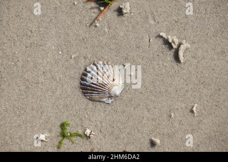 scallop shell flat in fine grains of sand with other sea debris Stock Photo