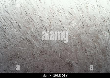 White fur texture background. Natural animal fluffy material, macro photo. Stock Photo