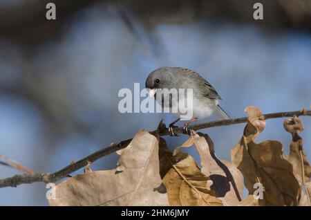 Dark-eyed Junco, Junco hyemalis Stock Photo
