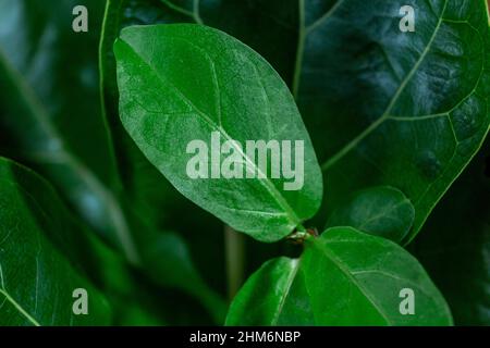 Close up of green leaf of ficus lyrata or Fiddle Leaf Fig. Indoor gardening, houseplant care Stock Photo