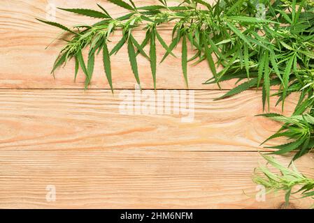 Cannabis bushes on wooden background, closeup Stock Photo