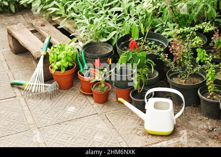 Pots with different plants and watering can in greenhouse Stock Photo