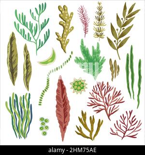 Big set of sea weeds. Red, brown and green food algae isolated on white background.  Stock Vector