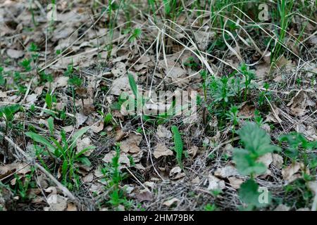 A cute green lizard hiding among the old dry oak foliage. Lizard looks out of dry foliage. Stock Photo