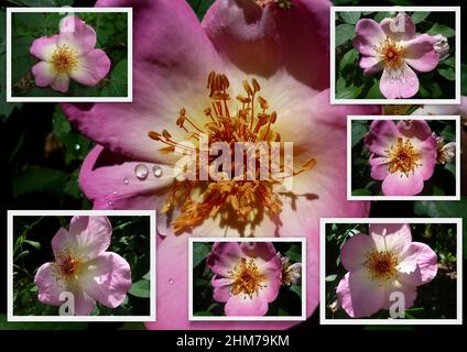 Collage of  the romantic pink and yellow single heritage  rose Fruhlingsmorgen or Spring Morning  blooming in late winter after rain  adds fragrance . Stock Photo