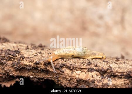 Hedgehog slug , Arion intermedius, Satara, Maharashtra, India Stock Photo