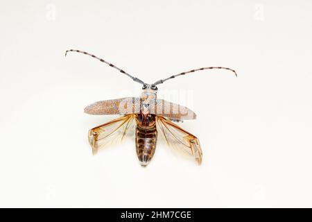 Long horn beetle in flight , Batocera rufomaculata, Pune, Maharashtra, India Stock Photo