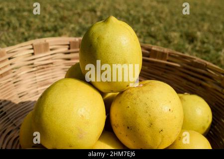 Fresh big size Lemons stacked one on top of other to sell in vegetable market. Fresh organic harvested lemons in wicker wooden basket Stock Photo