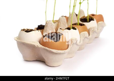 Vegetable garden on the windowsill. Seedlings of green peas in eggshells Stock Photo