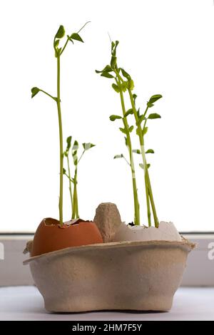 Vegetable garden on the windowsill. Seedlings of green peas in eggshells Stock Photo