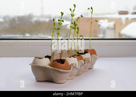 Vegetable garden on the windowsill. Seedlings of green peas in eggshells Stock Photo