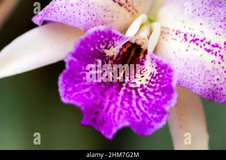 Orchid flower at the Baltimore Conservatory in Maryland Stock Photo