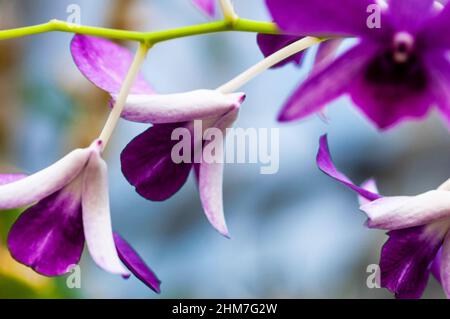 Orchid flower at the Baltimore Conservatory in Maryland Stock Photo