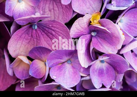 Hydrangea is also known as Lacecap, Mopheap, French or Hydrangea macrophylla. Stock Photo