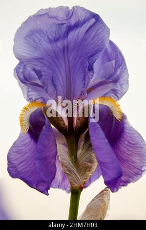Heirloom Purple Bearded Iris. Stock Photo