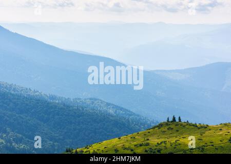 spruce trees on the hill. beautiful nature background in summer. chornogora ridge in the distance. beautiful green scenery in morning light Stock Photo
