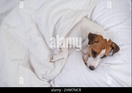 Jack Russell Terrier dog lies in bed under the covers. The pet sleeps in the bedroom. Stock Photo