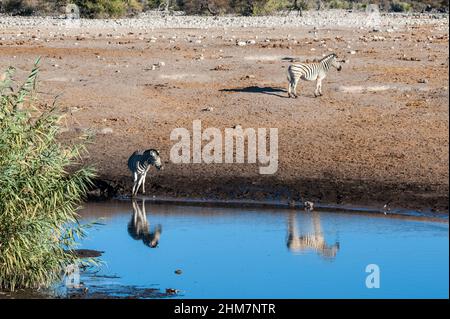 A group of Burchell's Plains zebra -Equus quagga burchelli- standing close a waterhole on the plains of Etosha National Park, Namibia. Stock Photo