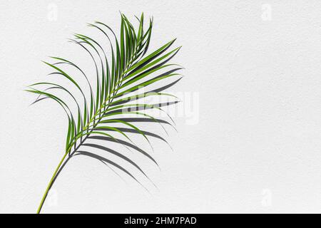 Green palm tree leaf shadow white texture wall, tropical leaves sunlight reflection background, plant branch shade backdrop, summer nature frame Stock Photo