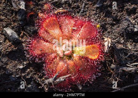 Close-up of a Drosera aliciae seen at the Cape of Good Hope south of Cape Town in the Western Cape of South Africa Stock Photo
