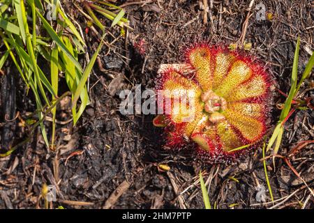 Single rosette of the carnivorous plant Drosera aliciae south of Cape Town in the Western Cape of South Africa Stock Photo