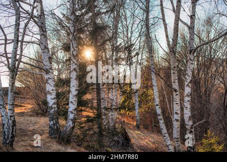 Setting sun filters through a birch forest in dry winter Stock Photo
