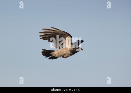 Hooded Crow (Corvus cornix) adult flying, Hortobagy, Hungary, January Stock Photo