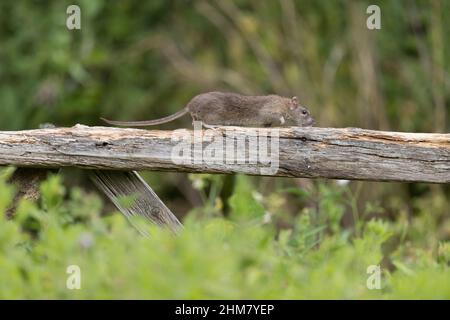 Brown Rat (Rattus norvegicus) adult running on gate, Suffolk, England, July Stock Photo