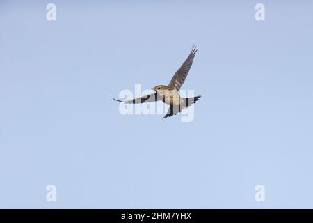 Rock Pipit - Anthus petrosus - adult bird standing on a rock in ...