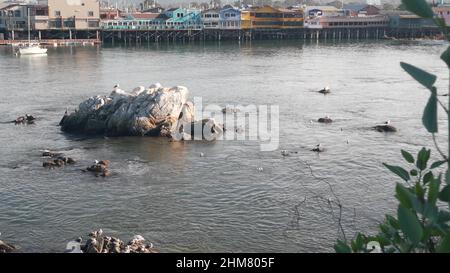 Colorful wooden houses on piles, pillars or pylons. Sea lion, spotted seal and seagull birds, rock in ocean water. Old Fisherman's Wharf, Monterey bay harbor, California coast wildlife or fauna, USA. Stock Photo