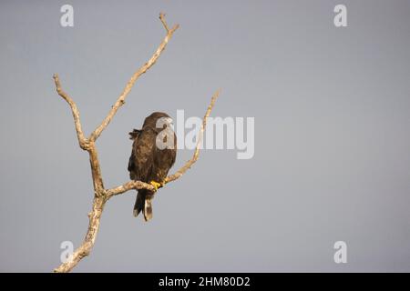 Common Buzzard (Buteo buteo) adult perched on  branch, Hortobagy, Hungary, January Stock Photo