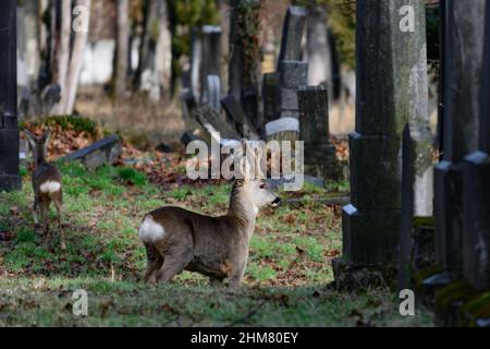 vienna, austria, 02 feb 2022, deer in the old jewish, cemetery in the graveyard wiener zentralfriedhof Stock Photo