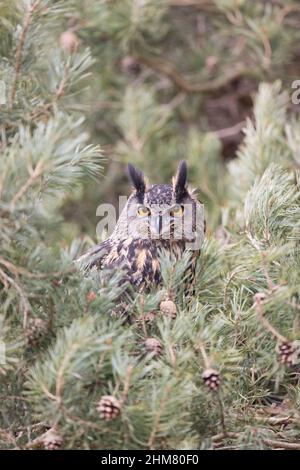 Eurasian Eagle Owl (Bubo bubo) adult perched in pine Stock Photo