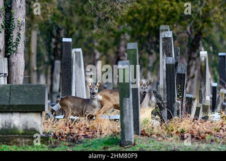 vienna, austria, 02 feb 2022, deer in the old jewish, cemetery in the graveyard wiener zentralfriedhof Stock Photo