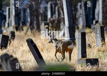 vienna, austria, 02 feb 2022, deer in the old jewish, cemetery in the graveyard wiener zentralfriedhof Stock Photo