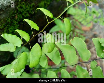 Adiantum raddianum (also called suplir kelor, Delta maidenhair fern) with a natural background. The genus name Adiantum comes from word 'adiantos' Stock Photo