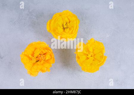 Three buds lush Yellow beautiful flowers tulips on a concrete background. Podium for product advertising Stock Photo